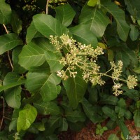 Pityranthe verrucosa Thwaites